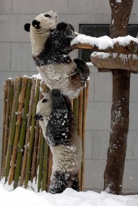 panda-teamwork